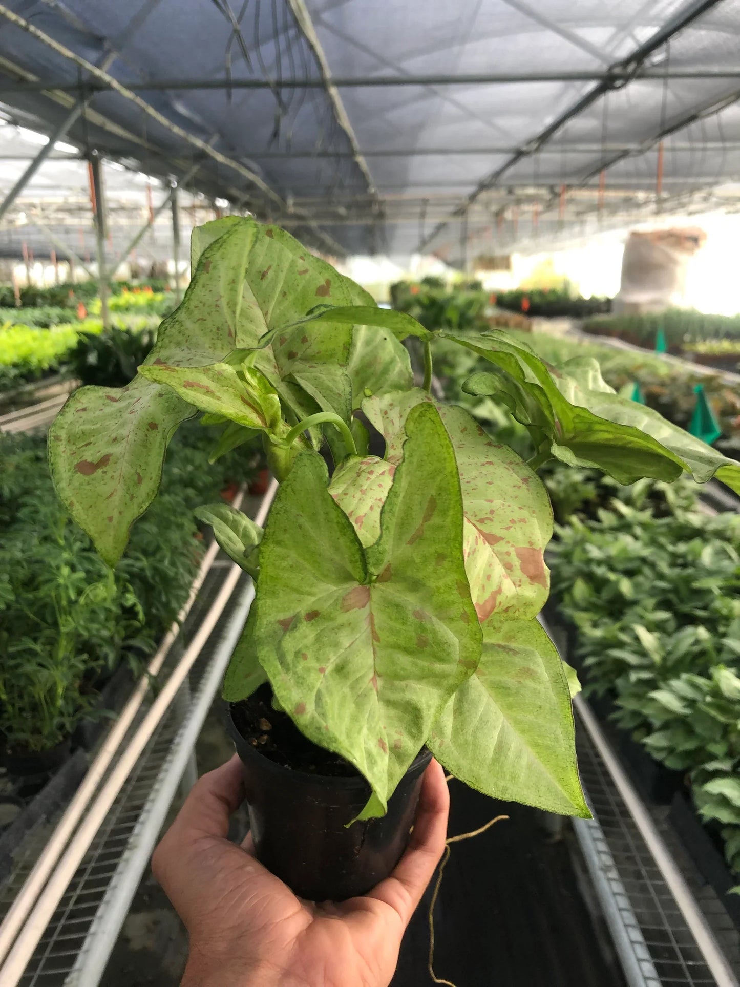 Hand holding a Syngonium 'Confetti' plant with light green, arrow-shaped leaves splashed with pink.