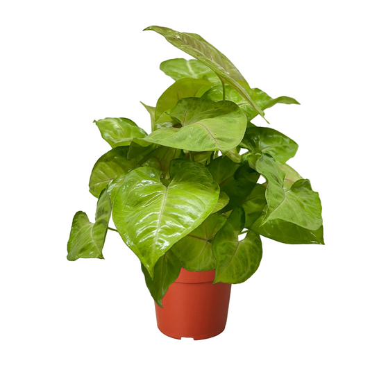 A potted syngonium ‘cream allusion’ houseplant with glossy heart-shaped leaves in a terracotta-colored plastic 4” pot, isolated on a white background.
