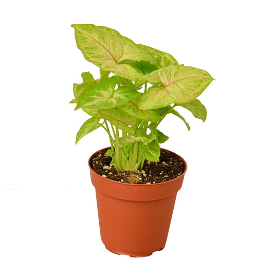 Syngonium Gold plant in a brown  pot, featuring bright yellow-gold leaves with reddish-orange veins.