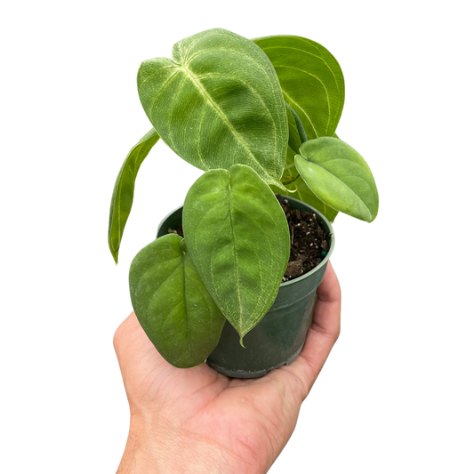Hand holding a syngonium ice frost arrowhead plant with green frosted arrowhead leaves in a green pot.
