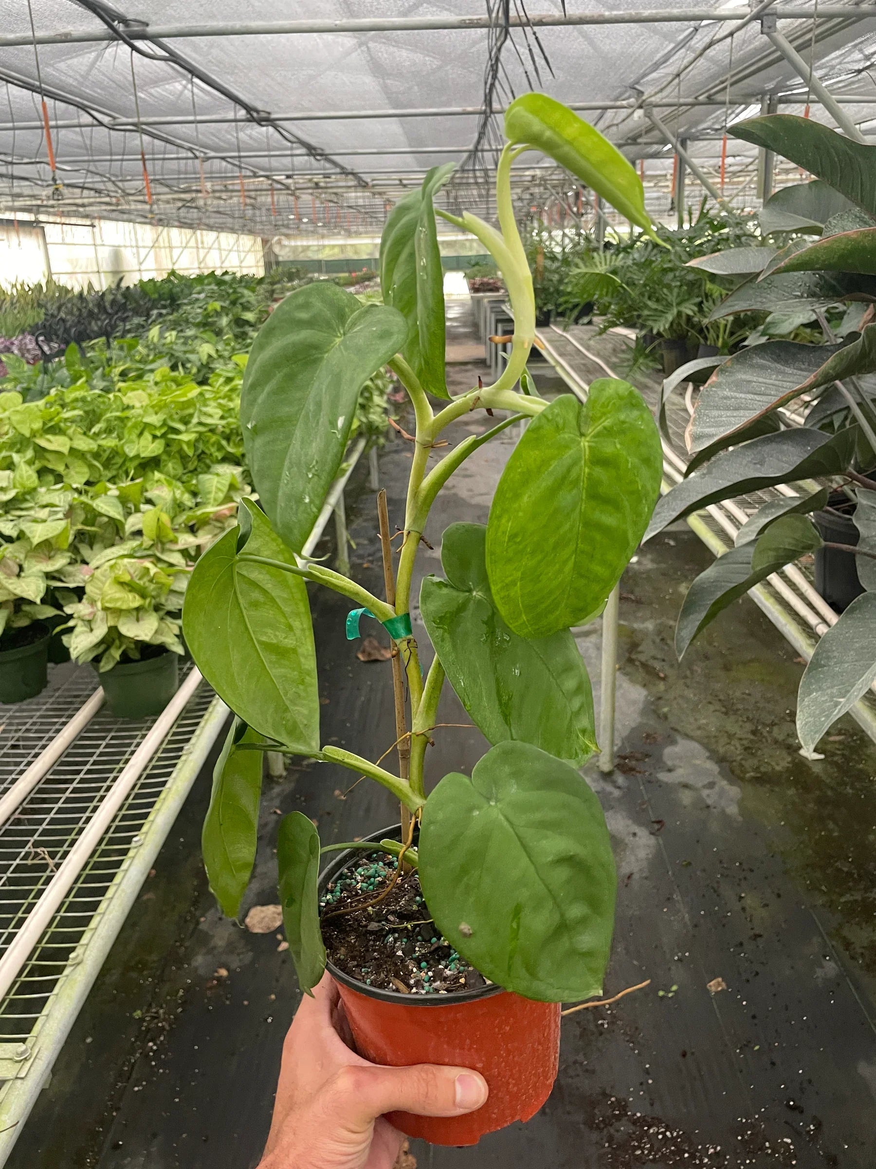 Syngonium 'Ice Frost' plant with large, thick green leaves in a terracotta pot.