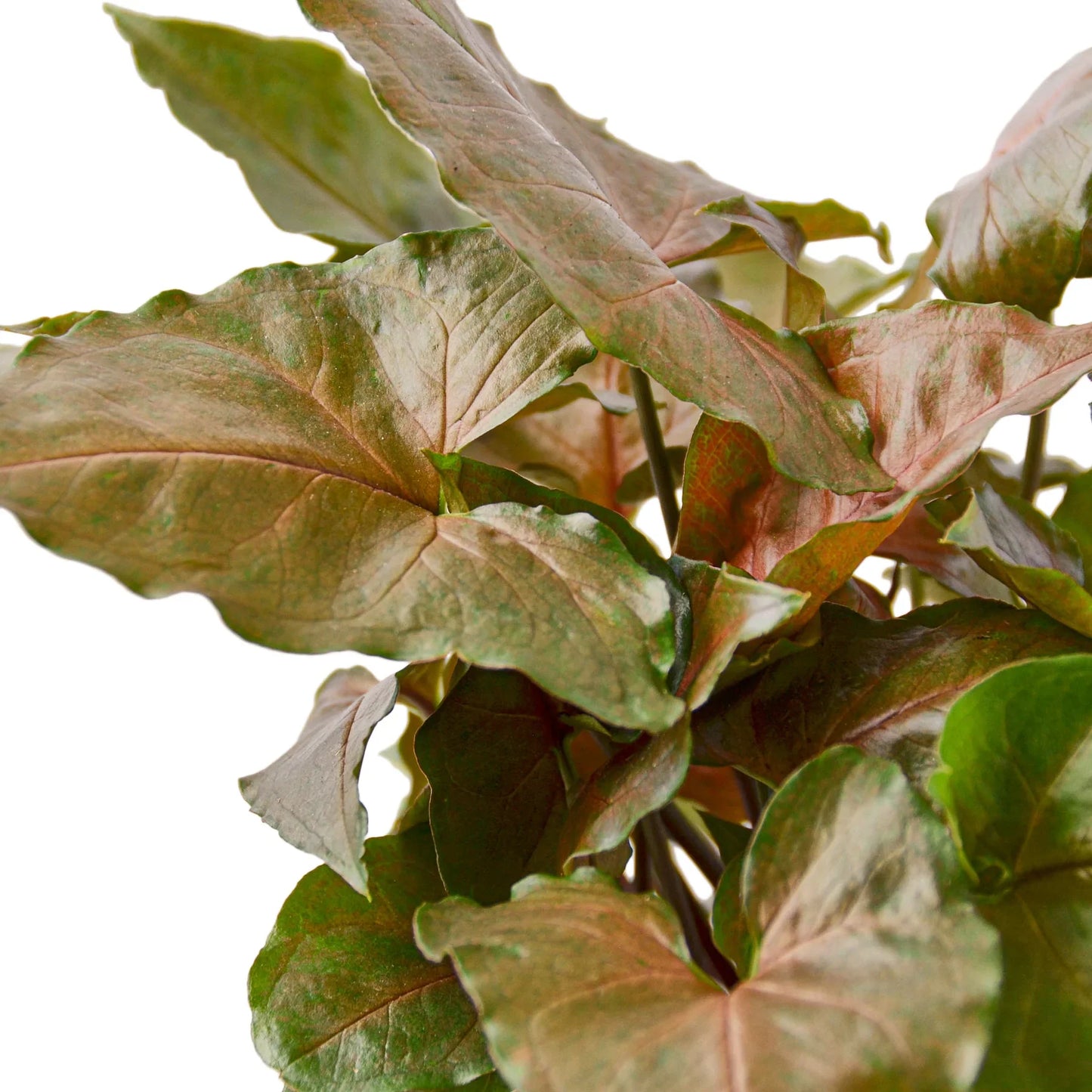 Syngonium Merry plant with dark green-red, heart-shaped leaves on a white background.
