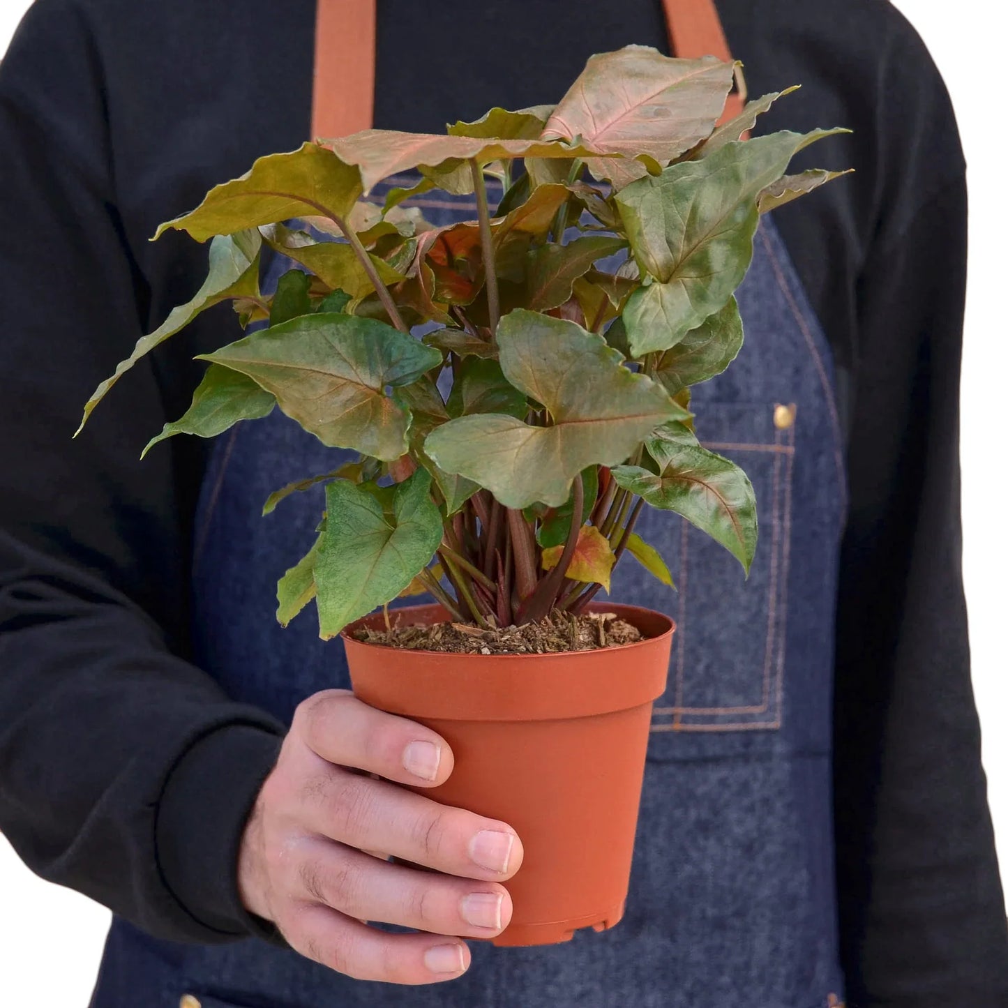 Syngonium Merry plant with dark green-red heart-shaped leaves in a brown pot, held by a person in a denim apron.