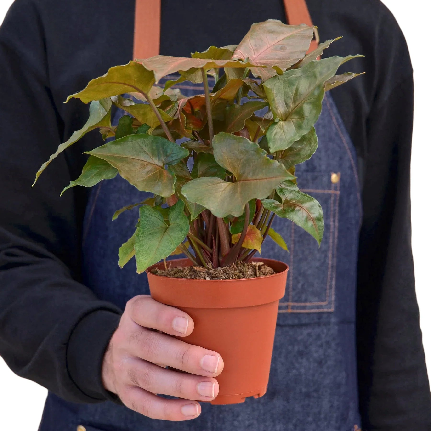 Syngonium Merry plant with dark green-red heart-shaped leaves in a brown pot, held by a person in a denim apron.