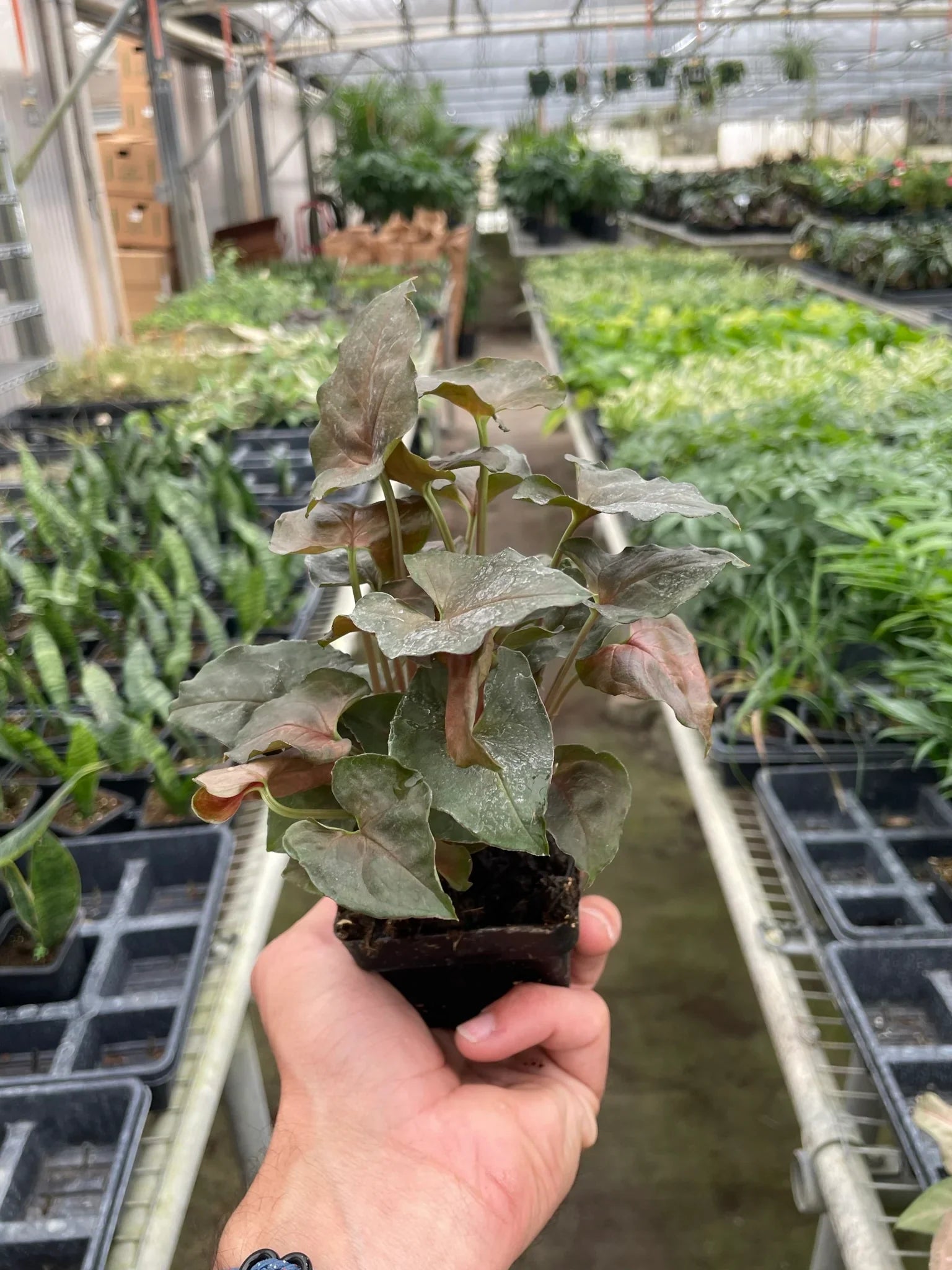 Hand holding a small Syngonium Merry plant with dark green-red, heart-shaped leaves in a black pot.