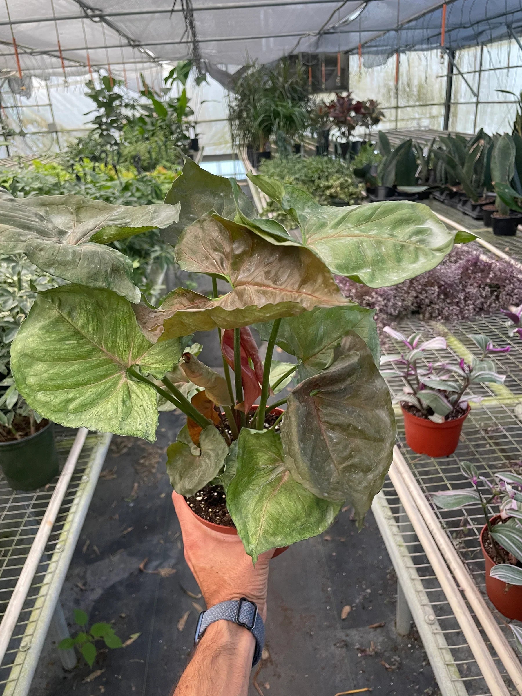 Hand holding a Syngonium Merry plant with dark green-red, heart-shaped leaves in a brown pot.