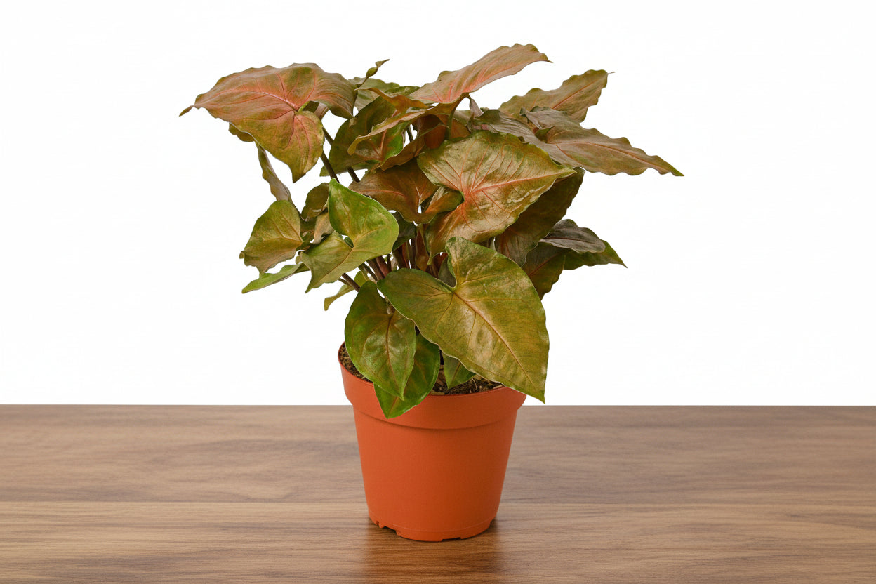 Syngonium Merry plant with dark green-red heart-shaped leaves in a terracotta pot on a wooden surface.