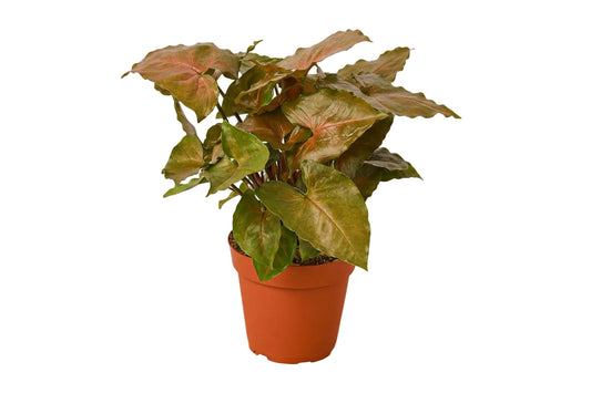 A potted syngonium merry arrowhead plant with heart-shaped green and reddish leaves in an 4” orange plastic pot, placed on a white surface against a white background.