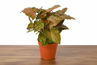 Syngonium ‘Merry’