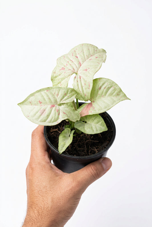 A hand holding a syngonium milk confetti plant with green leaves with pink splashes in a brown pot in a greenhouse setting with other plants in the background.