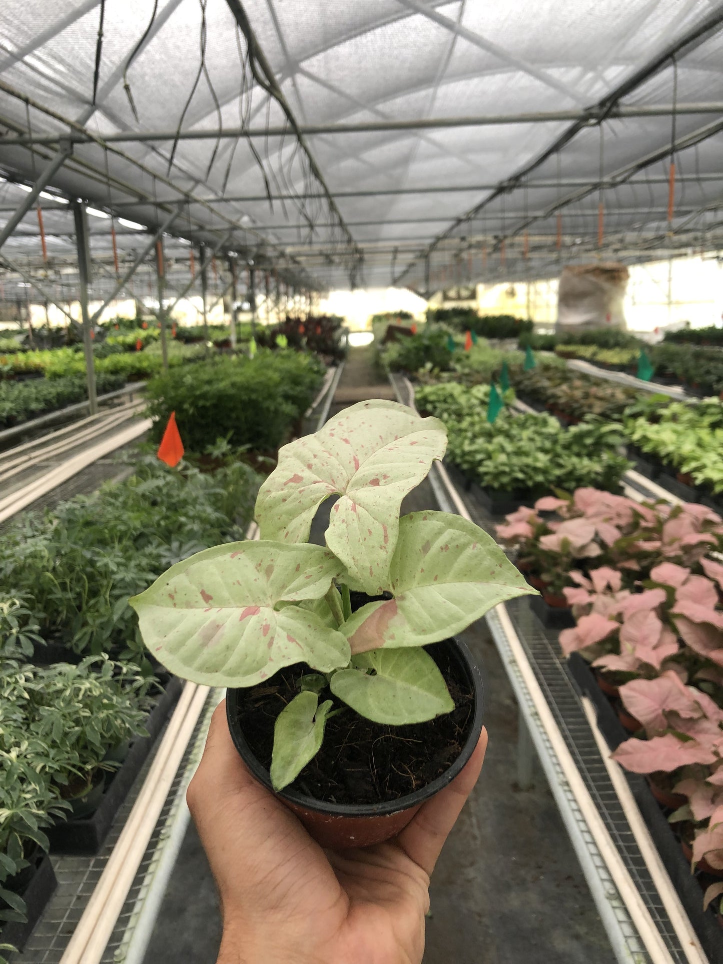 Syngonium 'Milk Confetti' plant with light green, arrow-shaped leaves and pink variegation in a black pot.