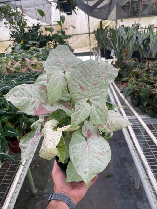 Syngonium 'Milk Confetti' plant with light green, arrow-shaped leaves and pink variegation in a black pot.