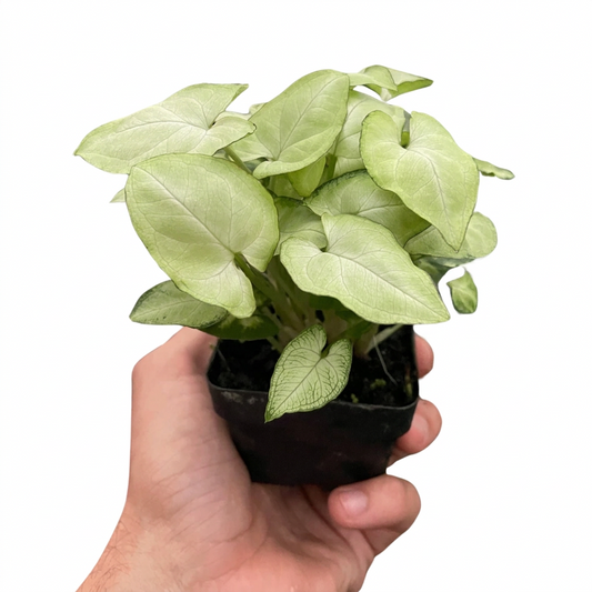 A potted syngonium moonshine plant with green leaves in a black 3” pot against a white background on a white surface. 