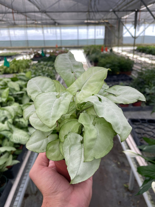 Hand holding a syngonium moonshine with green leaves in a brown 4” pot in a greenhouse setting.