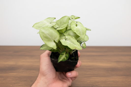 Hand holding a small potted plant with green leaves on a white background