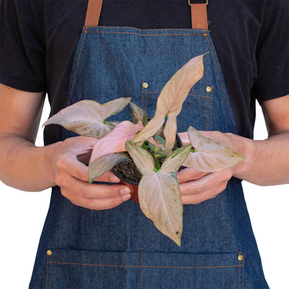 A person wearing a blue denim apron standing in front of a white background holding a syngonium pink splash plant with pink and green arrowhead shaped leaves growing in a brown pot.