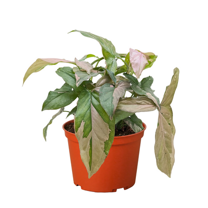 A syngonium pink splash plant with green and pink arrowhead shaped leaves growing in a brown pot against a solid white background.