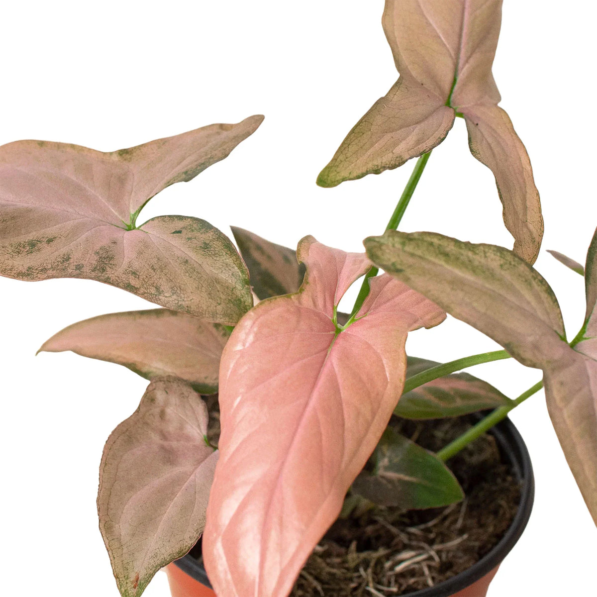 A syngonium pink splash plant with arrowhead pink and green leaves in a brown pot against a solid white background.