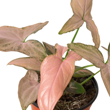 A syngonium pink splash plant with arrowhead pink and green leaves in a brown pot against a solid white background.