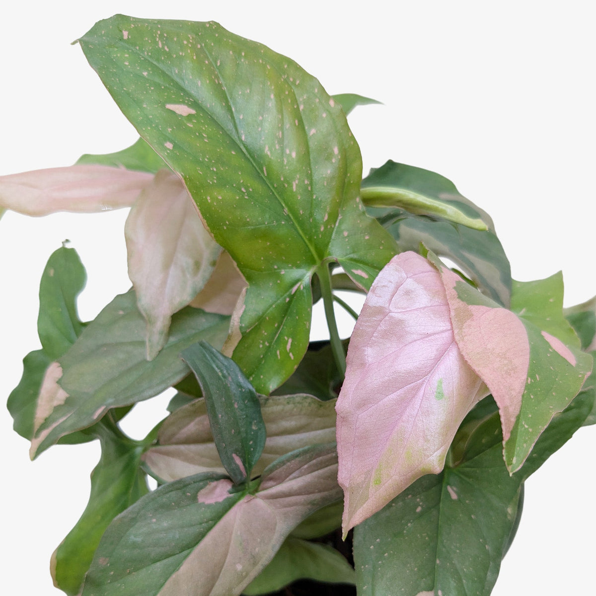 A syngonium pink splash with green and pink leaves shaped like an arrowhead against a solid white background.