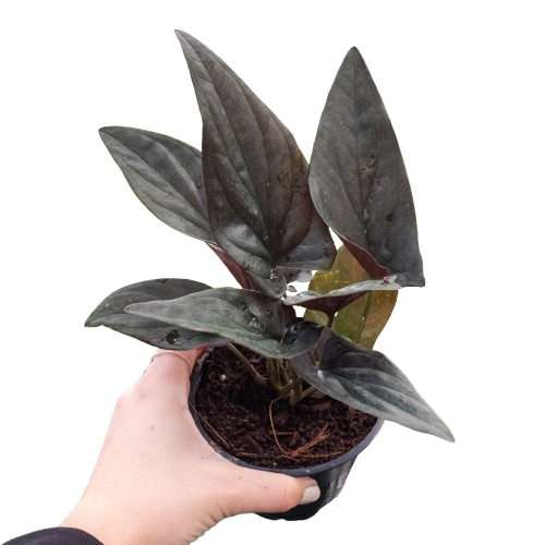 Hand holding a potted syngonium red arrow plant with green leaves with purple undersides shaped like an arrowhead in a green pot.