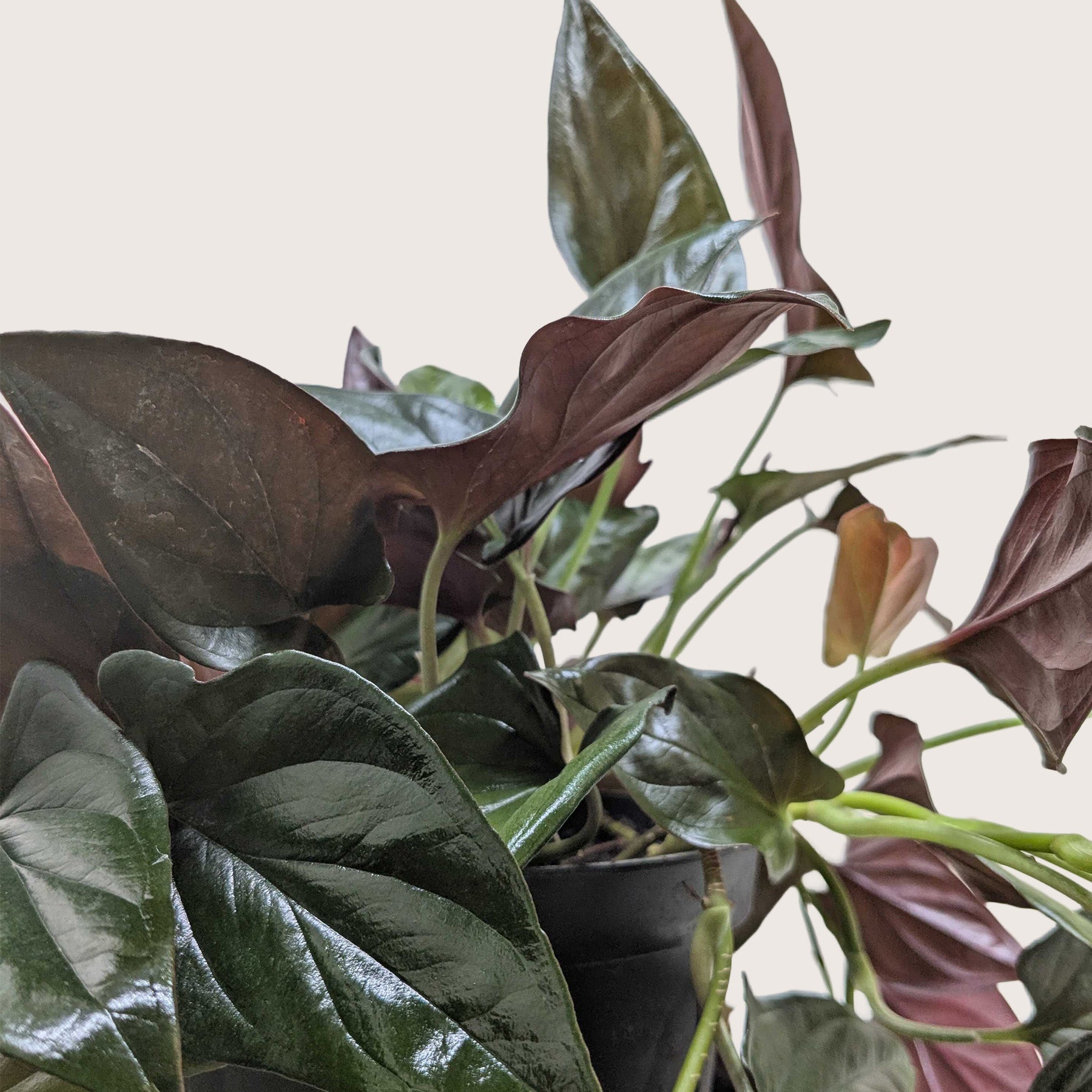 Syngonium 'Red Arrow' plant with dark green, glossy leaves and vibrant purple undersides in a black pot.