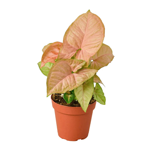 A pitted syngonium strawberry arrowhead plant with pink and green leaves in a brown pot against a white background on a white surface.