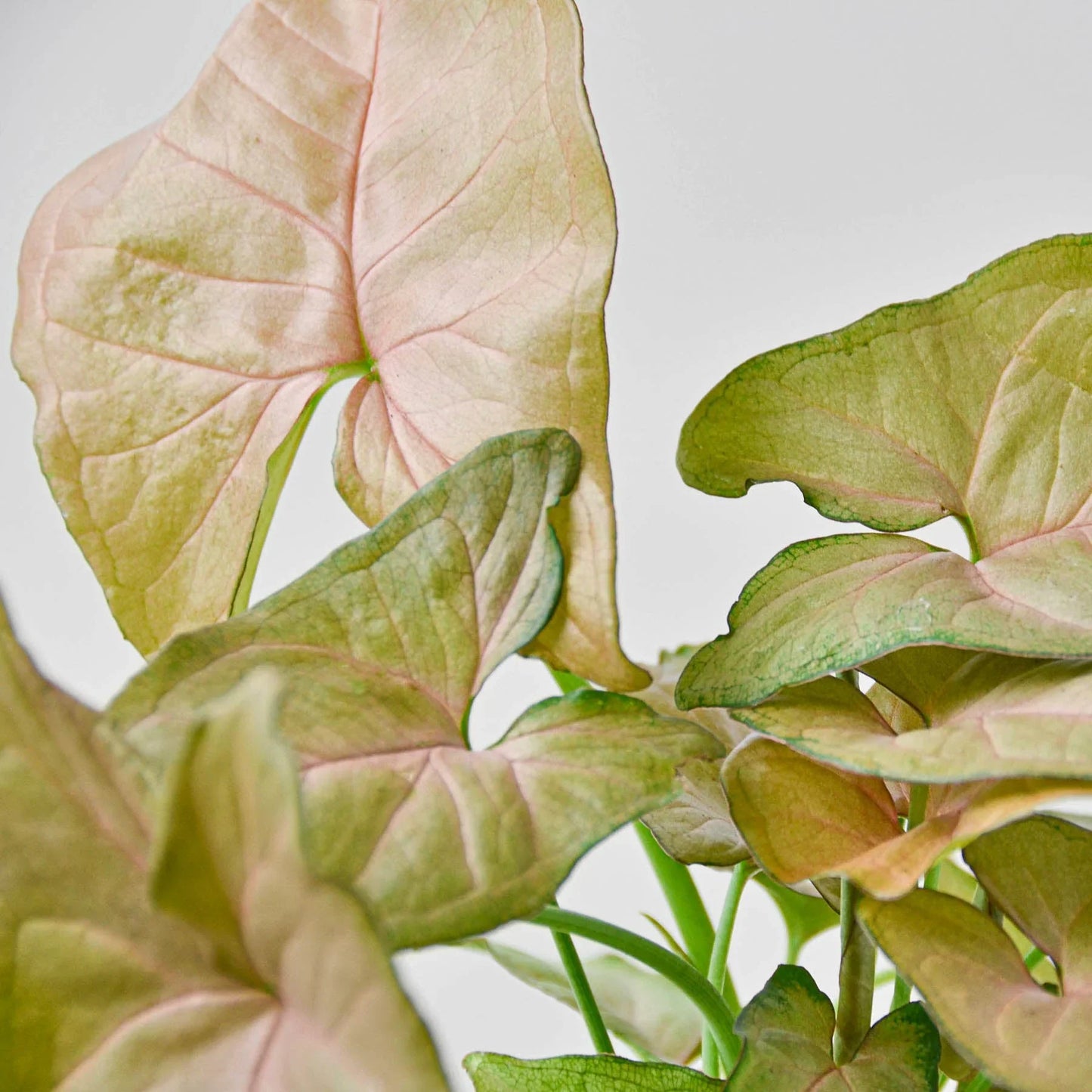 Syngonium Strawberry plant with vibrant pinkish-red and green heart-shaped leaves, showing a color gradient.