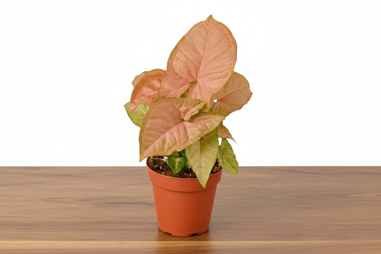 Syngonium Strawberry plant in a terracotta pot, featuring vibrant pinkish-red, heart-shaped leaves with green undersides.