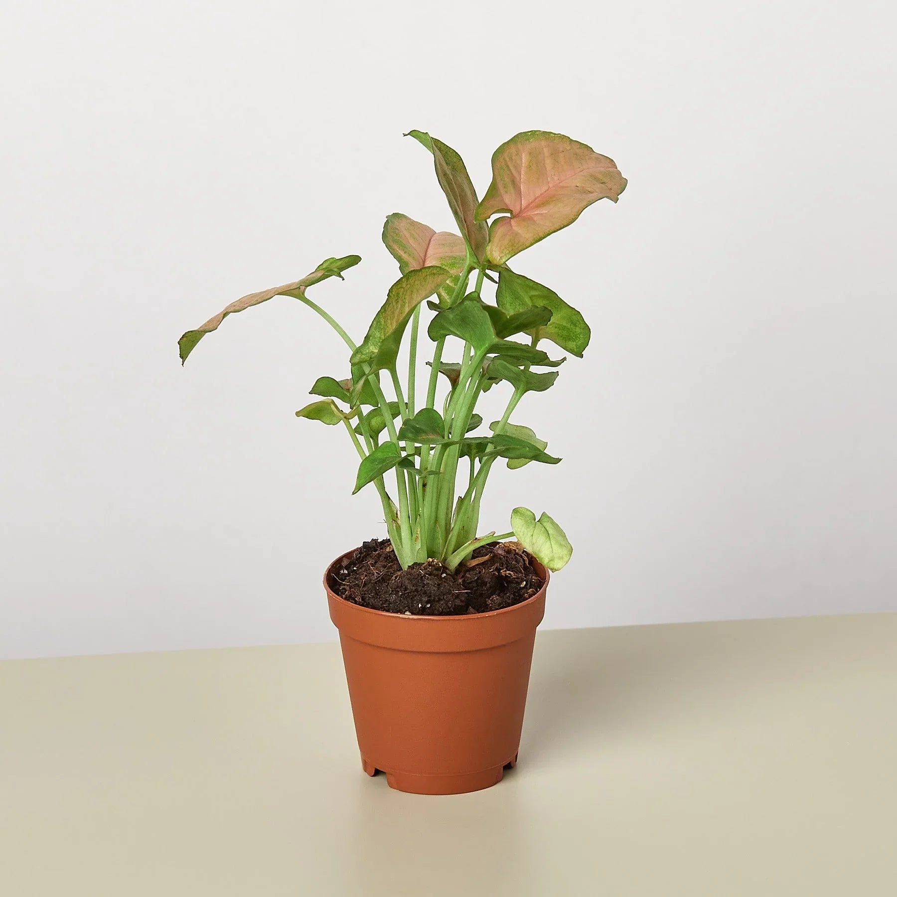 Syngonium Strawberry plant in a brown pot, featuring vibrant pinkish-red and green heart-shaped leaves.