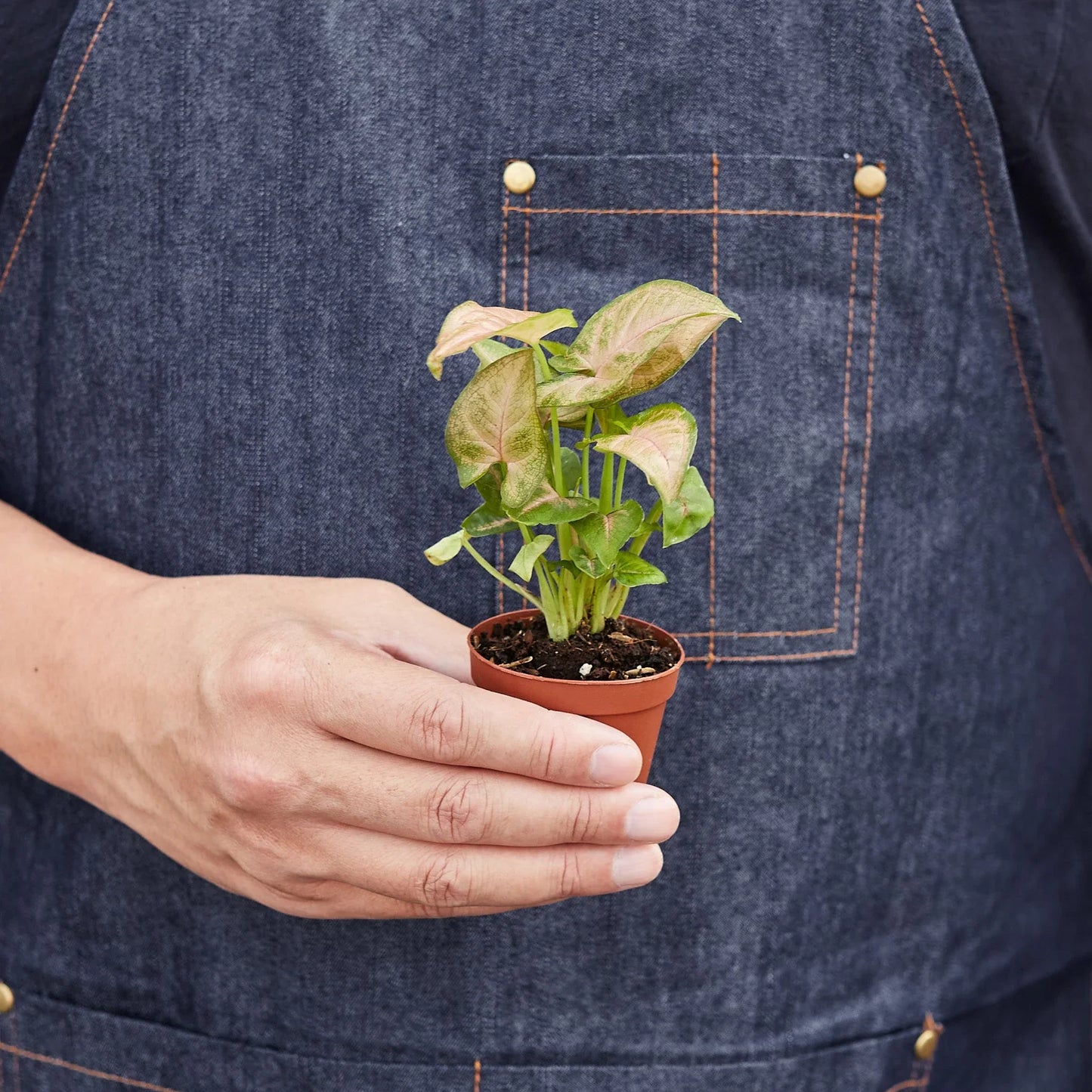 Hand holding a small Syngonium Strawberry plant with pinkish-red and green heart-shaped leaves in a brown pot.
