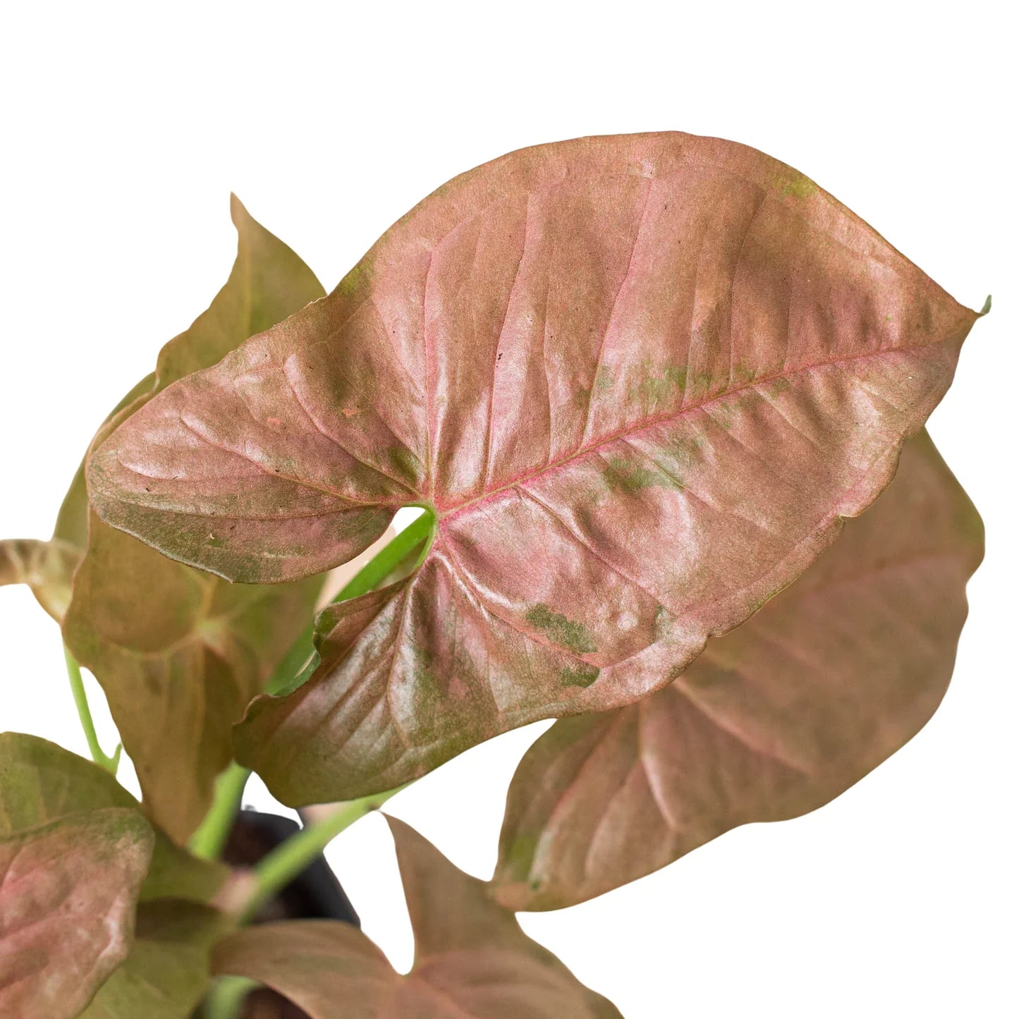 Syngonium Strawberry plant with vibrant pinkish-red, heart-shaped leaves and green undersides.