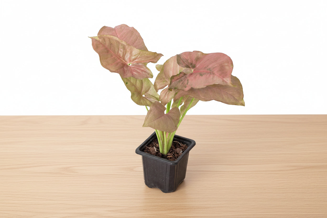 Syngonium Strawberry plant in a black pot, featuring pinkish-red heart-shaped leaves with green undersides.