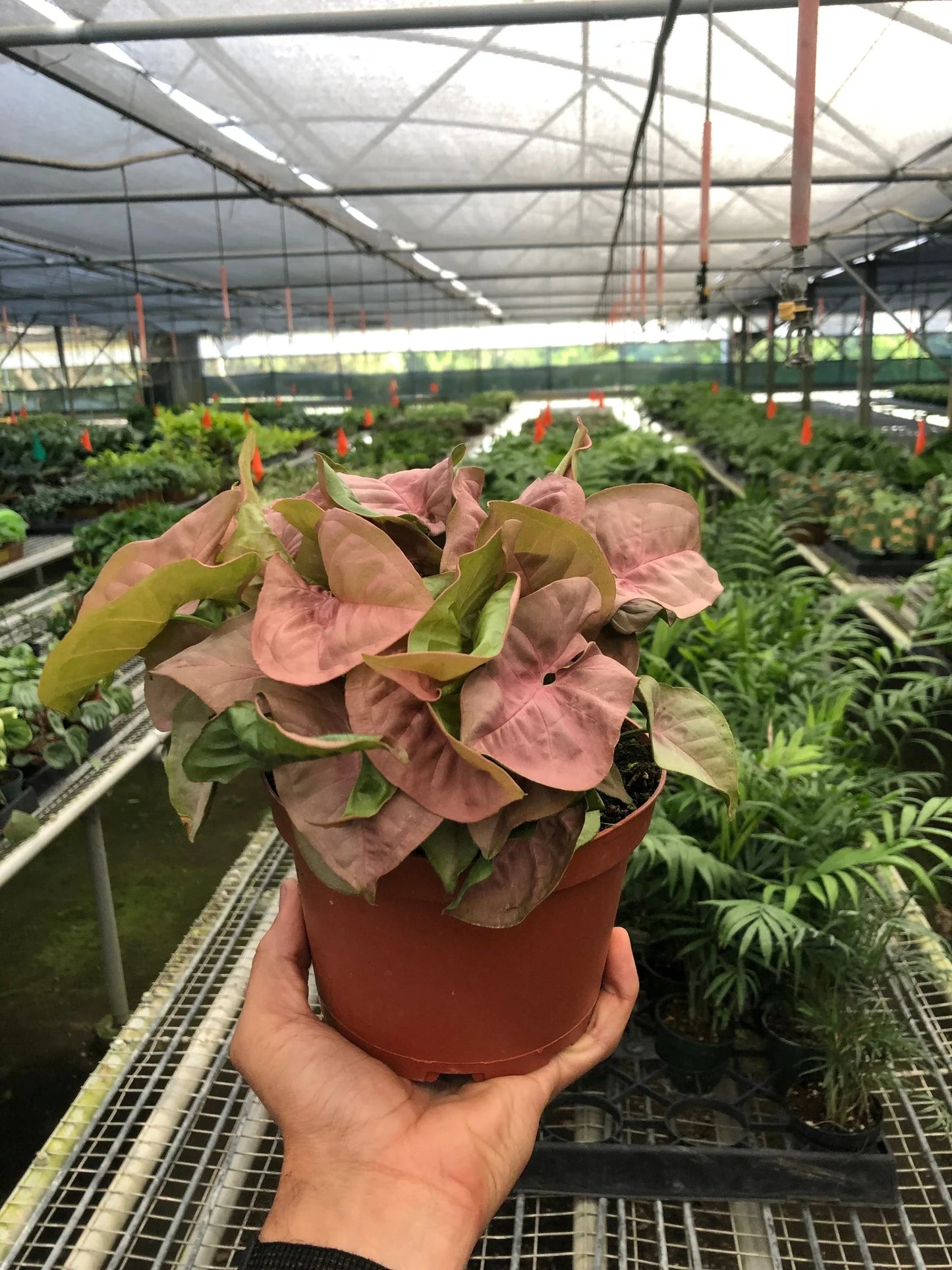 Syngonium Strawberry plant with bright pinkish-red and green heart-shaped leaves in a brown pot.