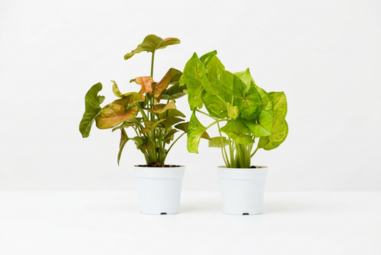Two potted syngonium arrowhead plants in white 4” pots with green and dark green leaves on a white background and white surface.
