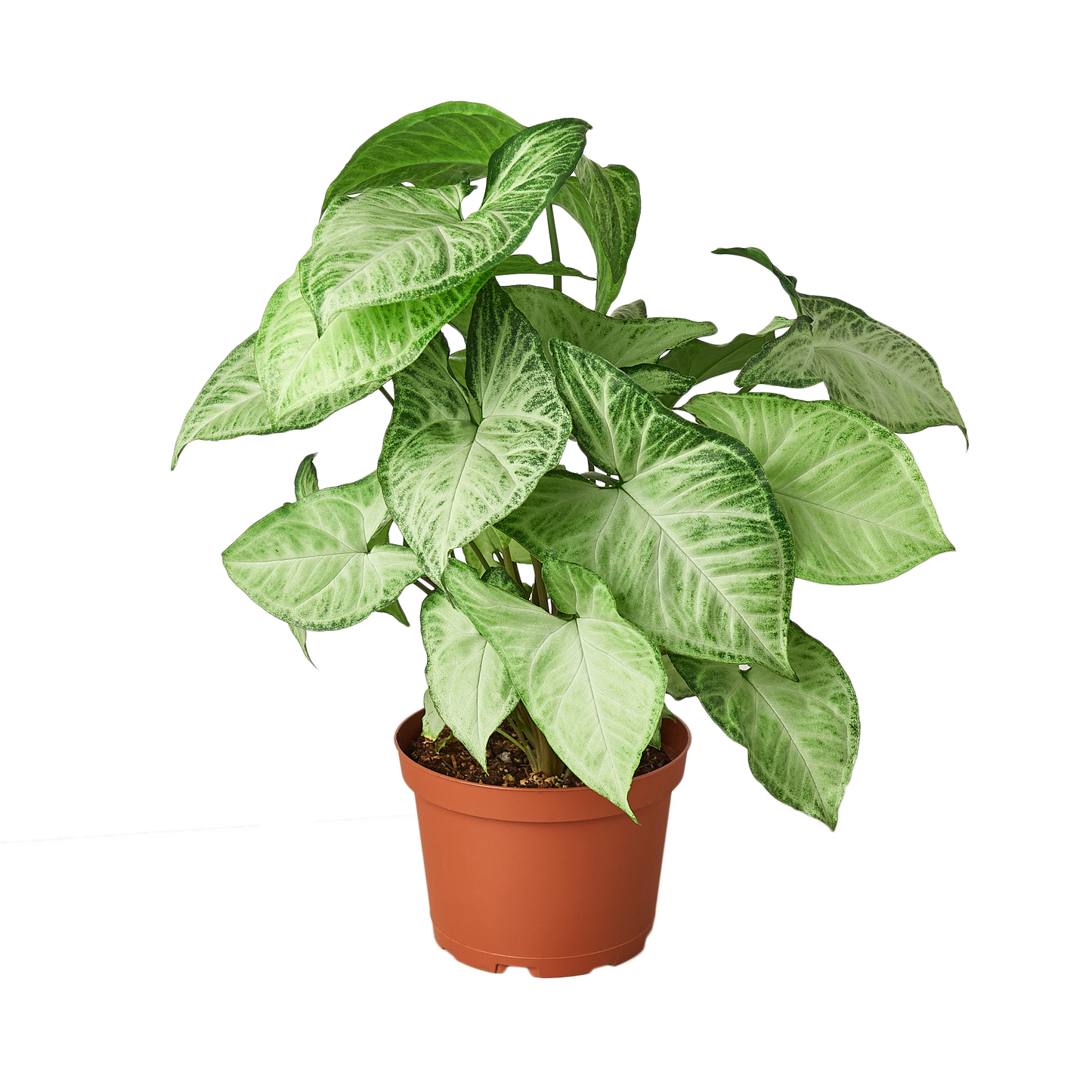 Syngonium Variety 2-Pack — Arrowhead Plants in 4" Pots