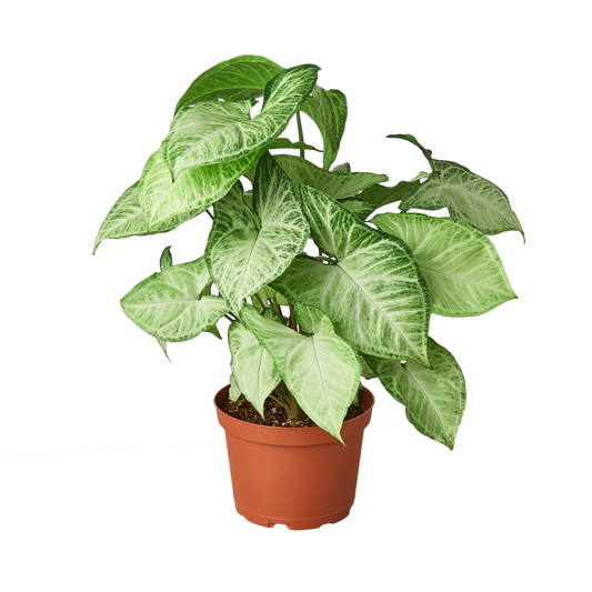 Syngonium Variety 2-Pack — Arrowhead Plants in 4" Pots