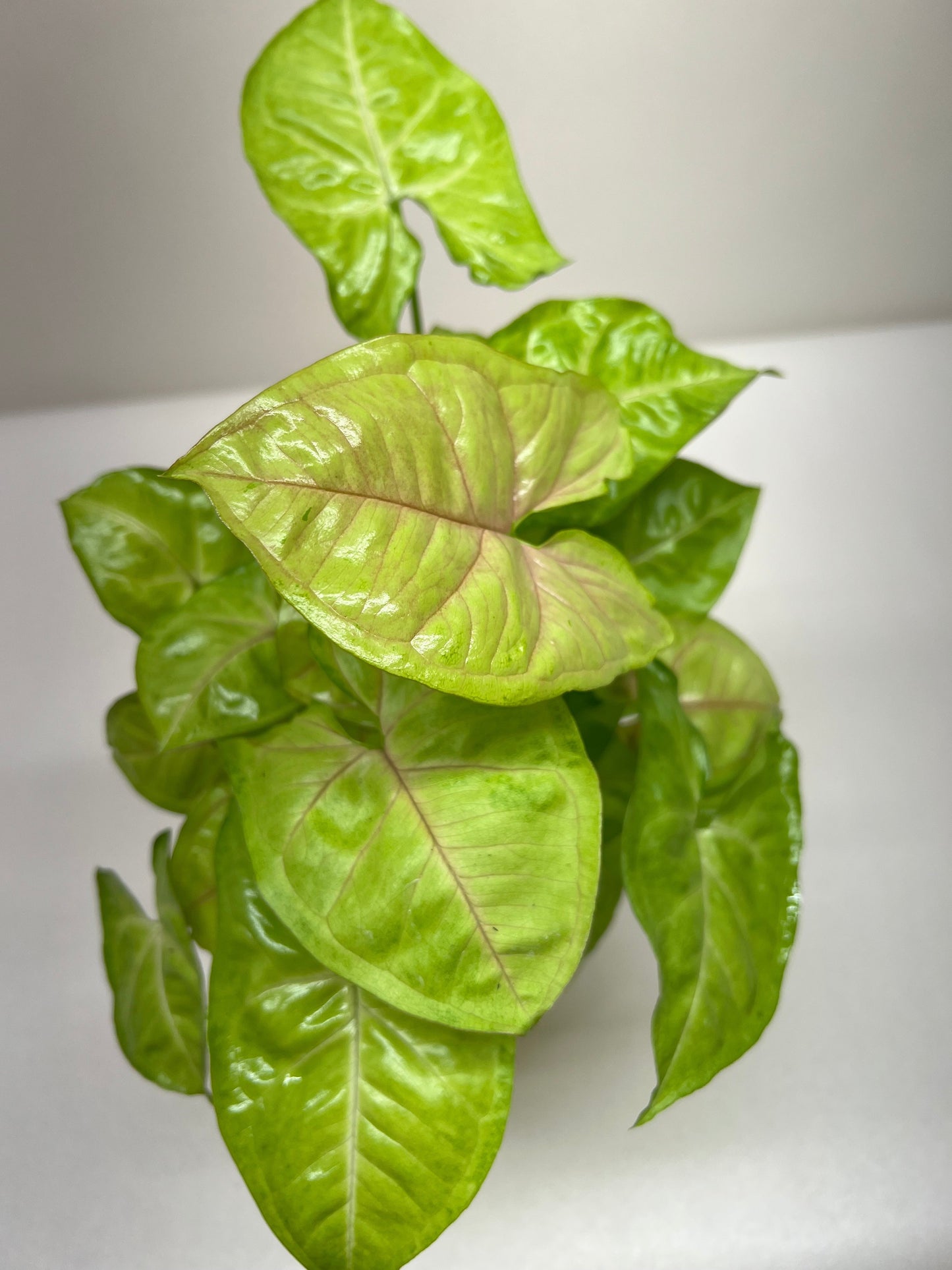 Syngonium Variety 2-Pack — Arrowhead Plants in 4" Pots