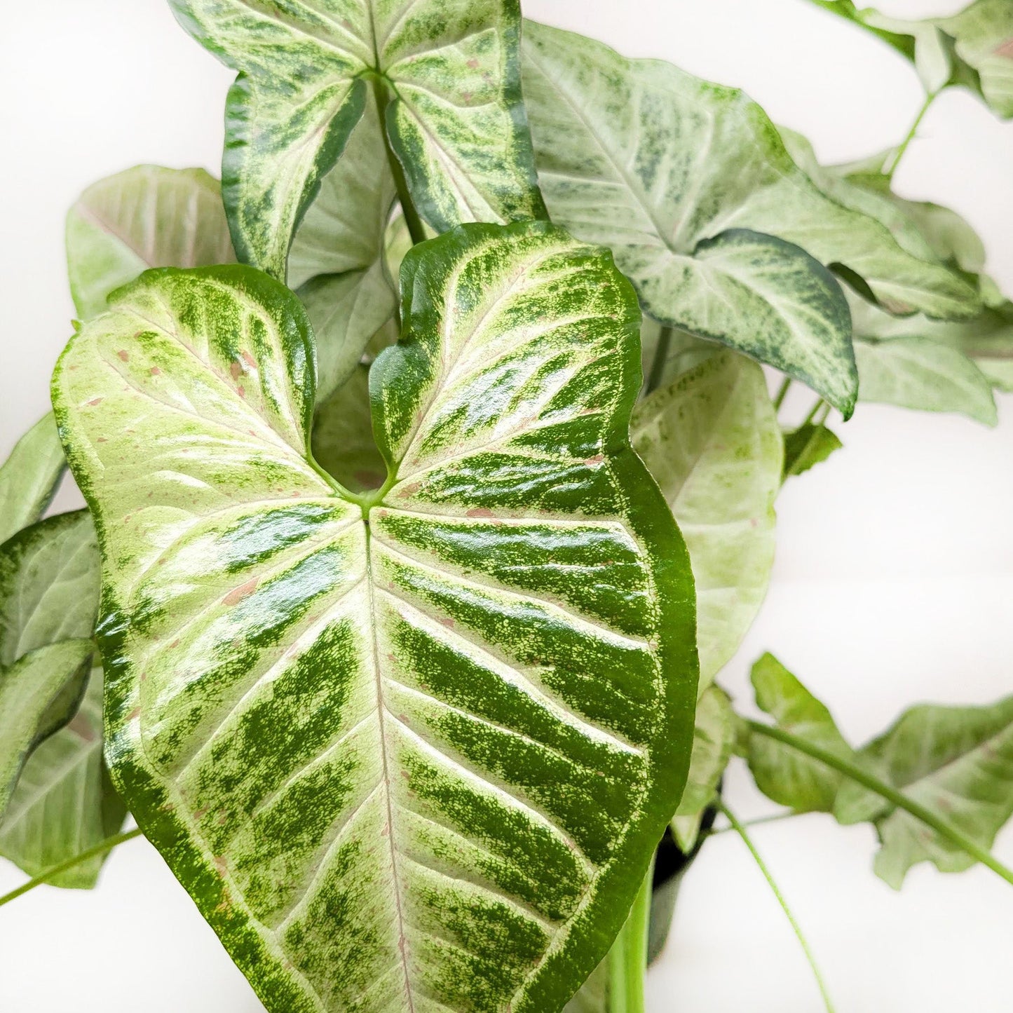 Close-up of a Syngonium 'Confetti' plant with arrow-shaped, light green leaves splashed with pink variegation.