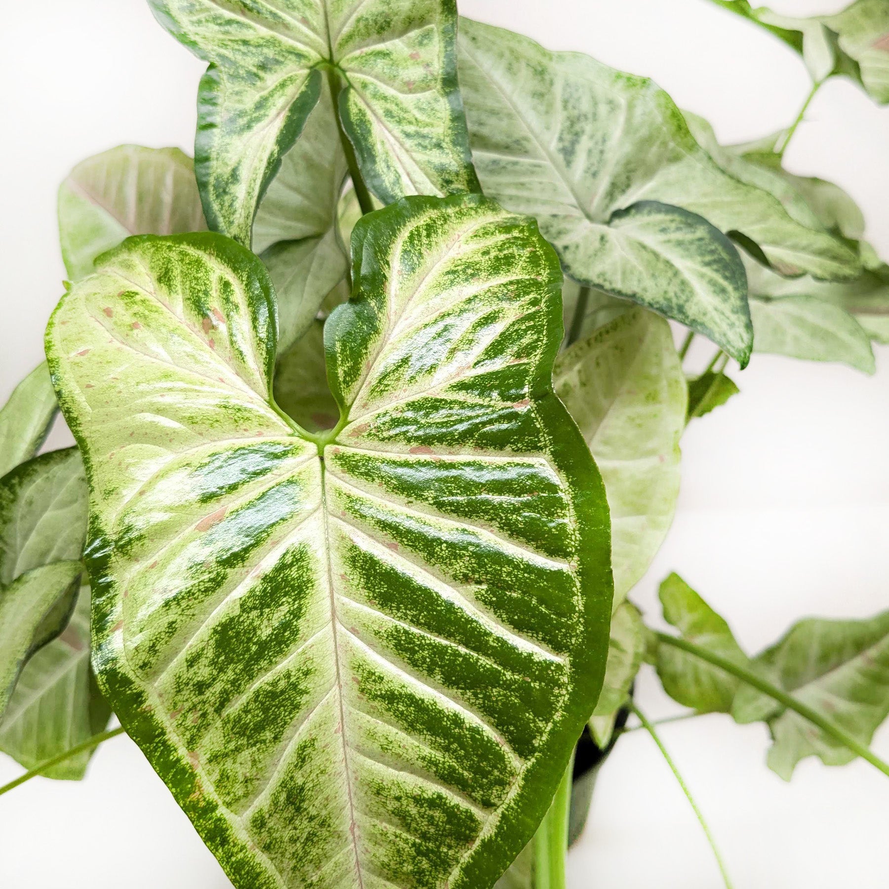Close-up of a Syngonium 'Confetti' plant with arrow-shaped, light green leaves splashed with pink variegation.