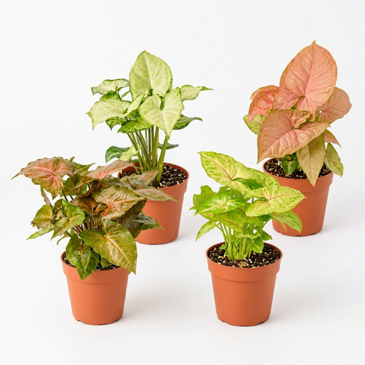 Four potted syngonium plants in 4” brown pots with green and pink leaves on a brown surface with a white background.
