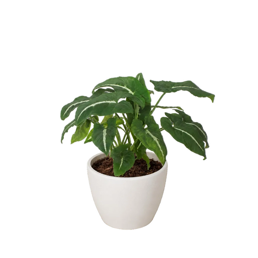 Potted syngonium wendlandii black velvet’ with green leaves and white veins in a white pot.