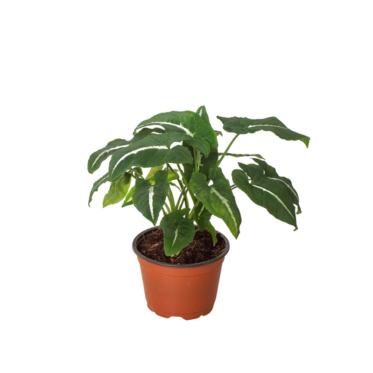 Potted Syngonium wendlandii 'Black Velvet' plant with dark, slender leaves dramatically patterned with white veins in a brown 6” pot against a white background and white surface.