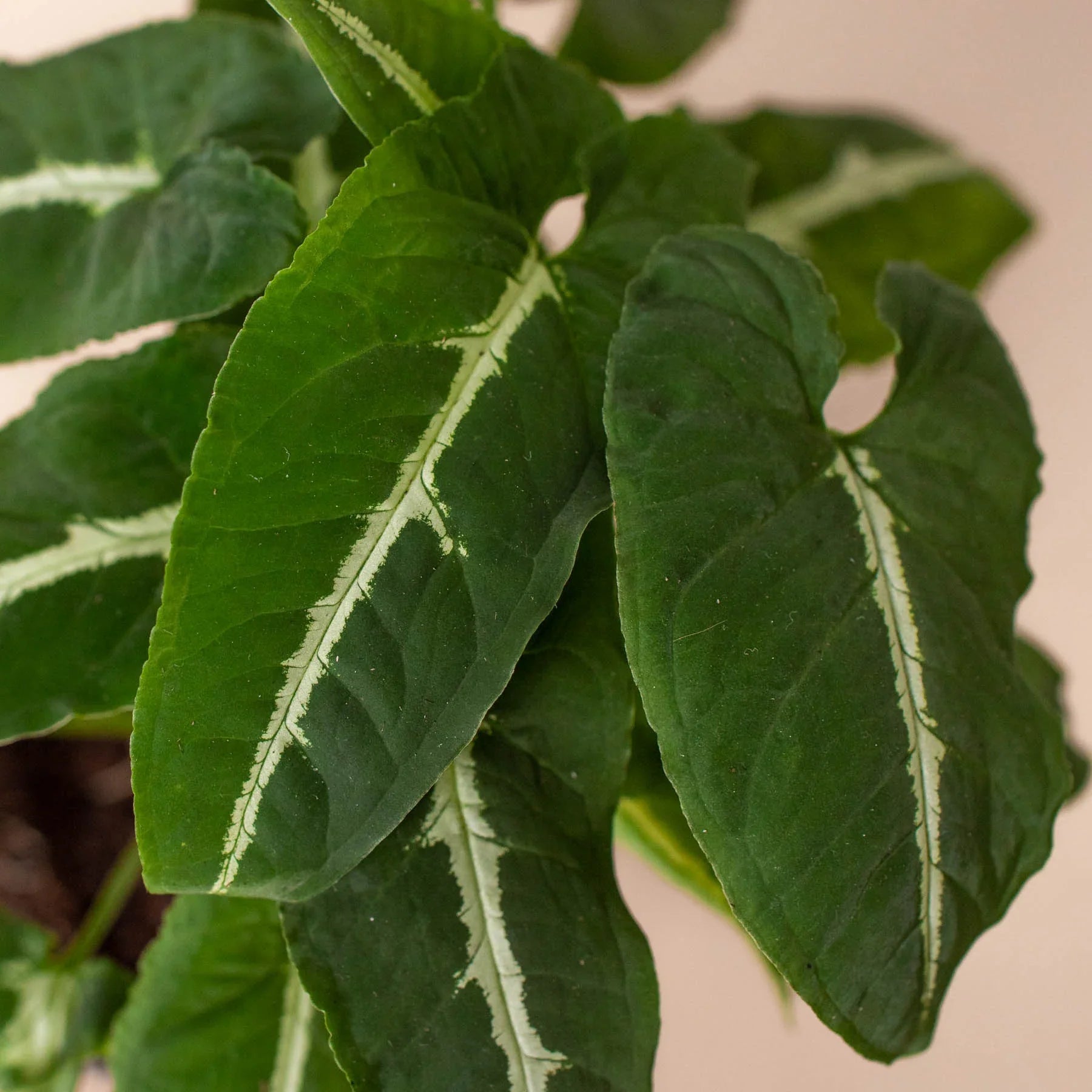 Close-up of Syngonium wendlandii 'Black Velvet' with dark green, pointed leaves and prominent white veins.