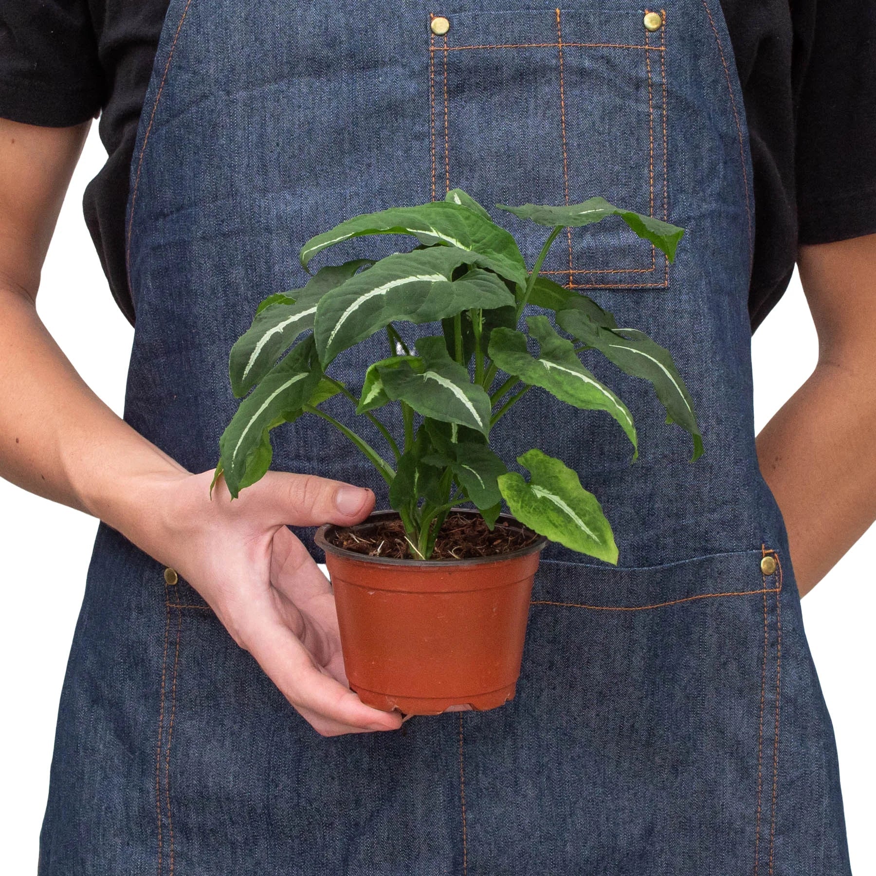 Person in denim apron holding a small Syngonium wendlandii 'Black Velvet' plant with dark leaves and white veins in a brown pot.