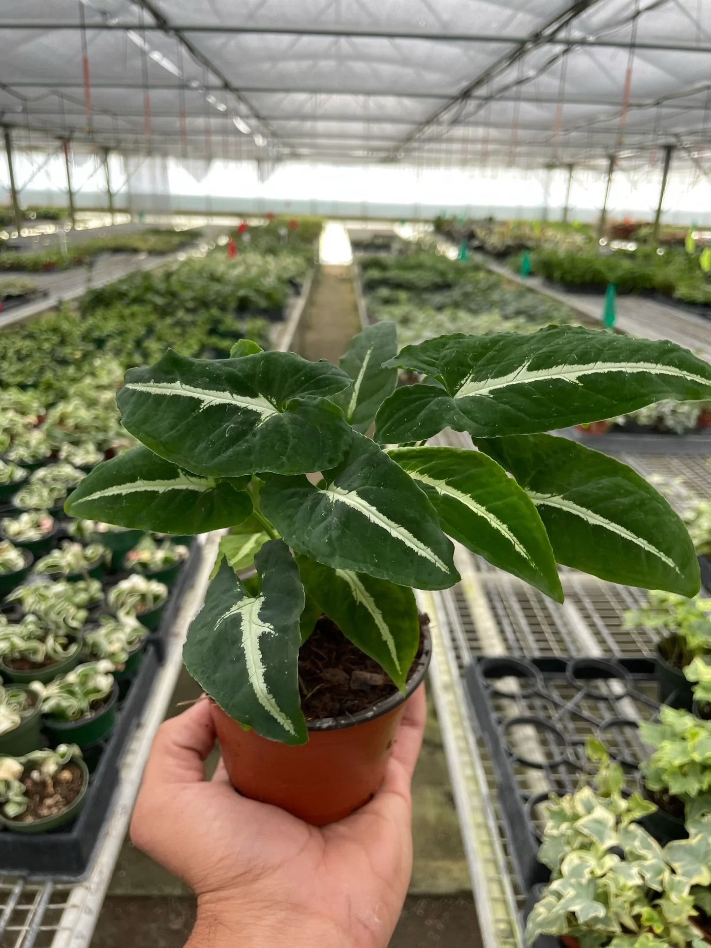 Hand holding a small Syngonium 'Black Velvet' plant with dark green, pointed leaves and white veins in a brown pot.