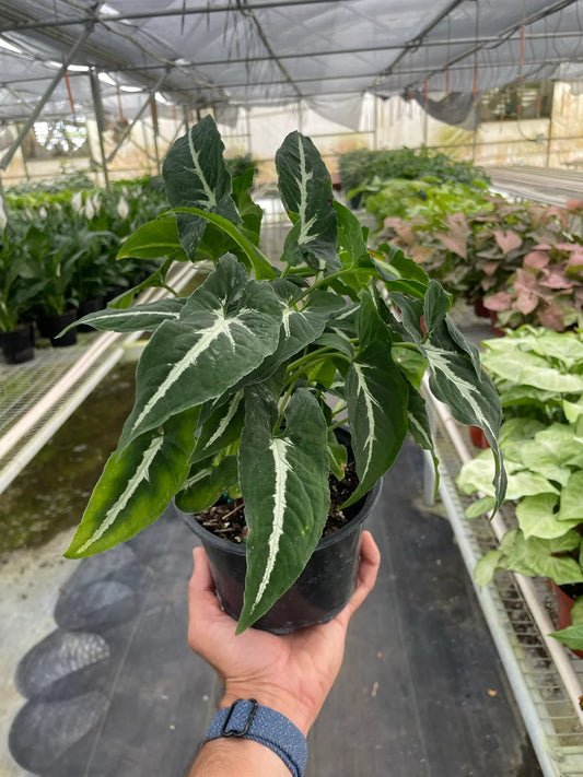 Hand holding a Syngonium wendlandii 'Black Velvet' plant with dark green, pointed leaves and white veins.