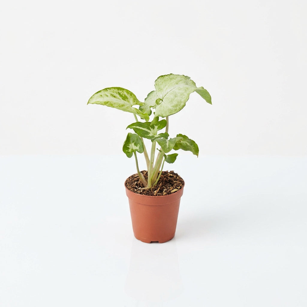 A potted syngonium 'White Butterfly' in a brown 3” pot with white leaves with green edges on a white surface with white background. 
