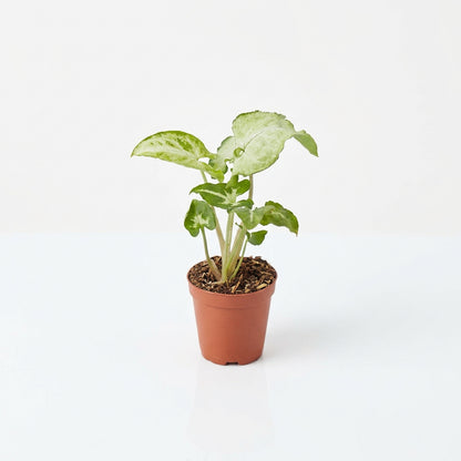 A potted syngonium 'White Butterfly' in a brown 3” pot with white leaves with green edges on a white surface with white background. 