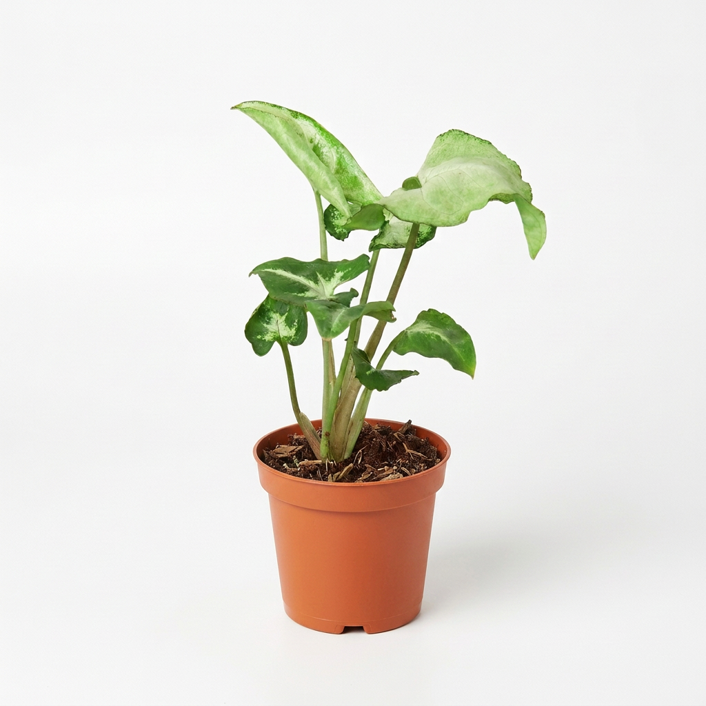 A Potted Syngonium ‘white butterfly’ plant with white leaves and green edges in a brown 4” pot on a white surface against a white background.